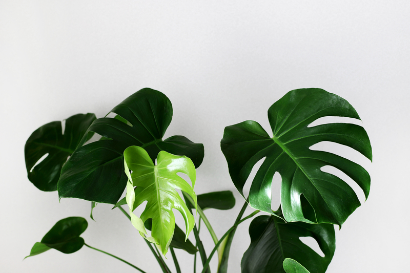 ideale kamerplant