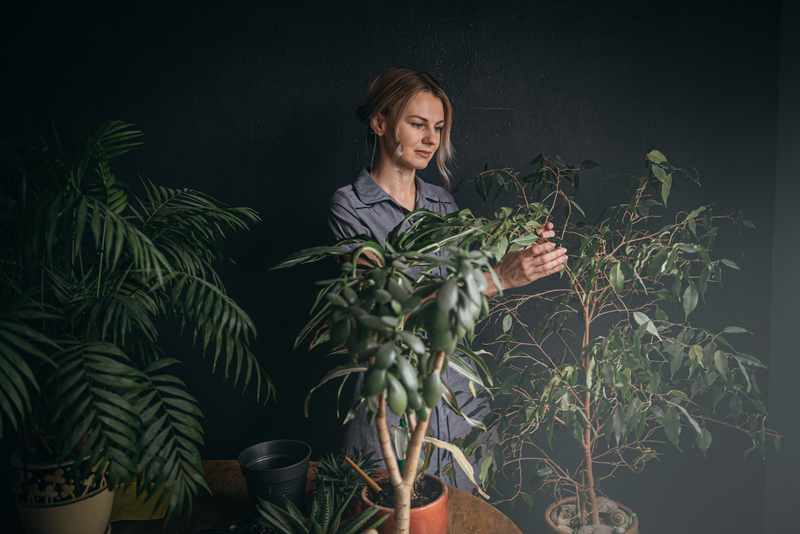 planten die sfeer geven aan je huis