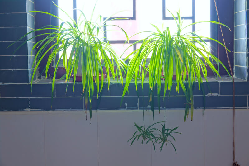 plant in de badkamer