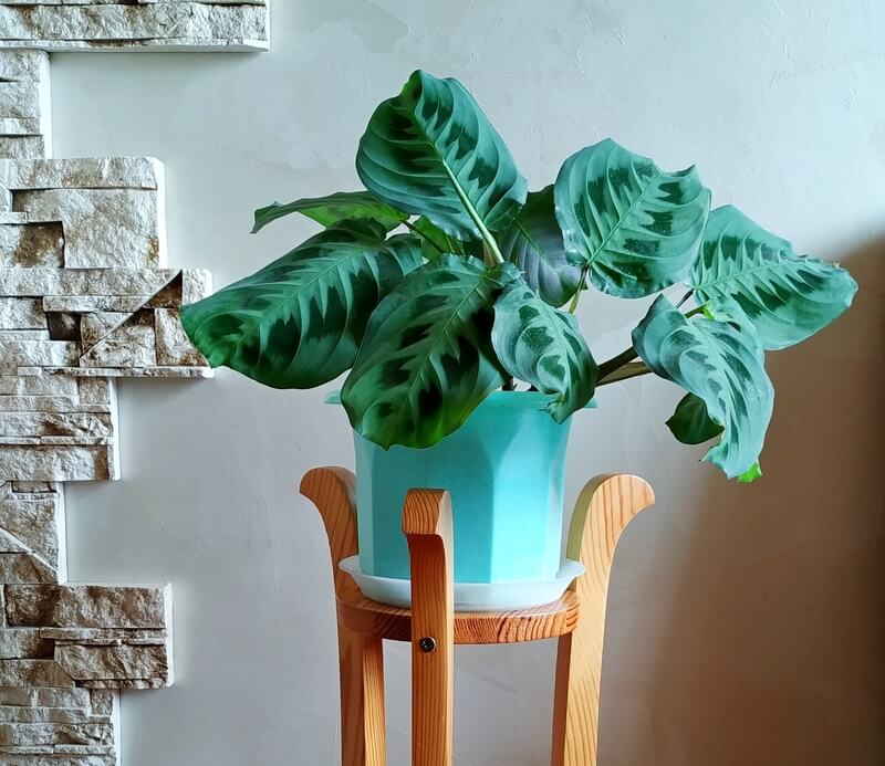 planten-in-de-badkamer