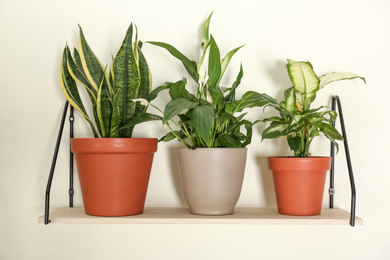 kamerplanten