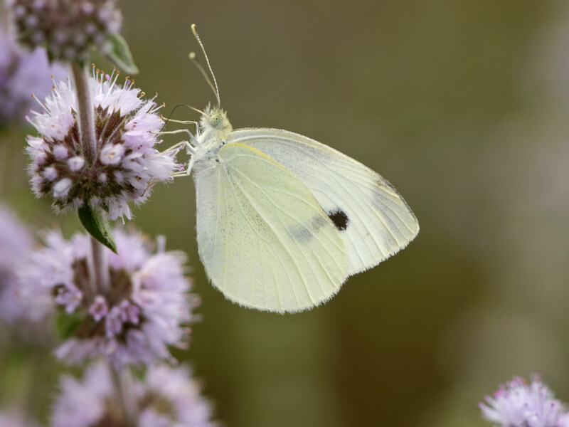 koolwitje in tuin