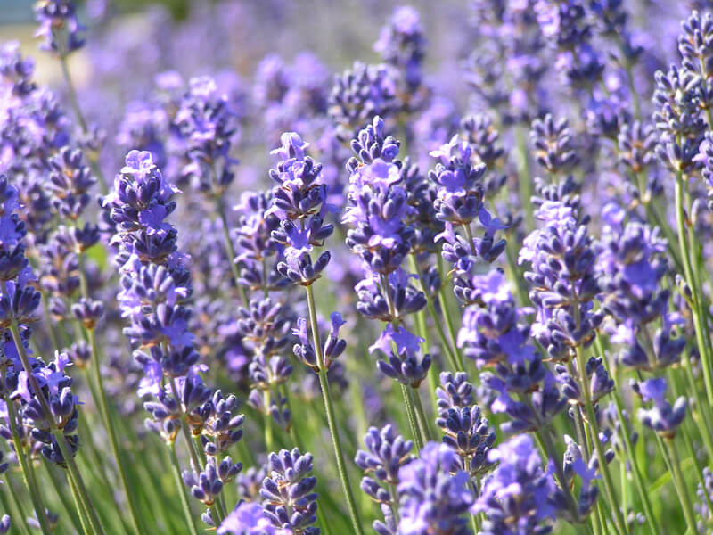 lavendel in tuin