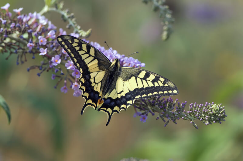 meer vlinders in de tuin