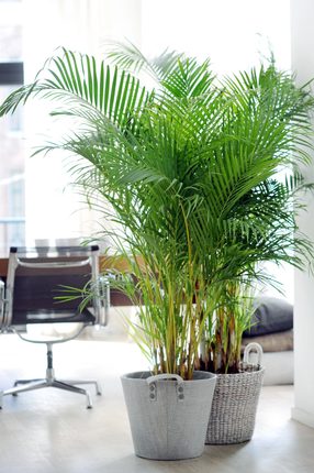 Areca Lutescens Goudpalm