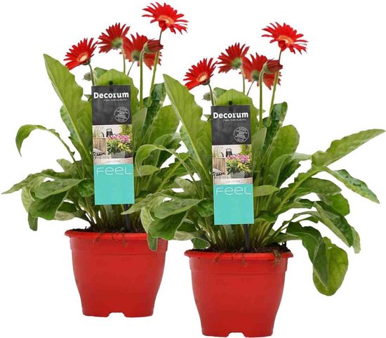 Garvinea - Winterharde Gerbera