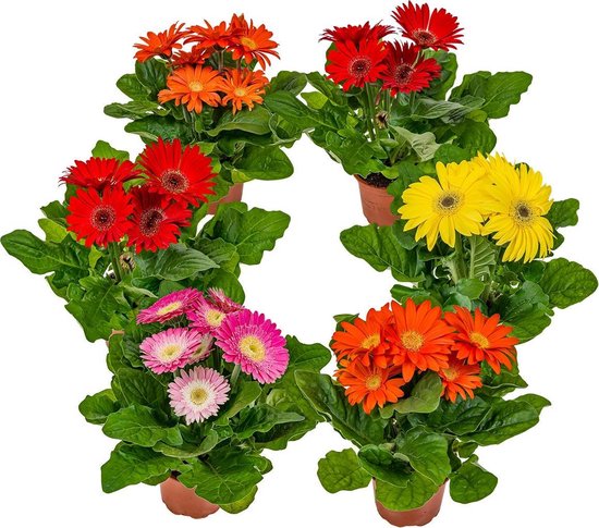 Gerbera gemengd in kleur
