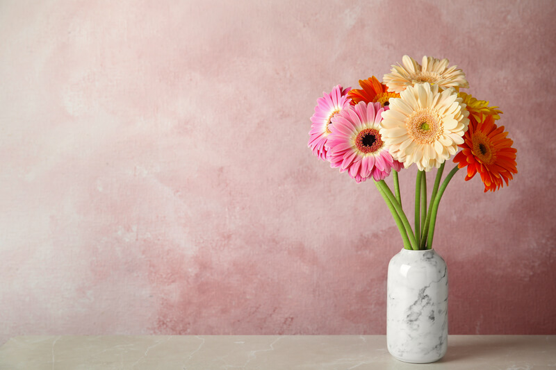 Gerbera kweken