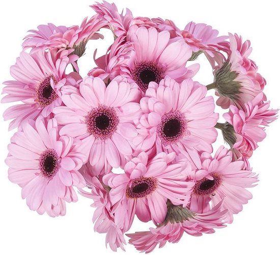Gerbera's Vers Boeket Bloemen