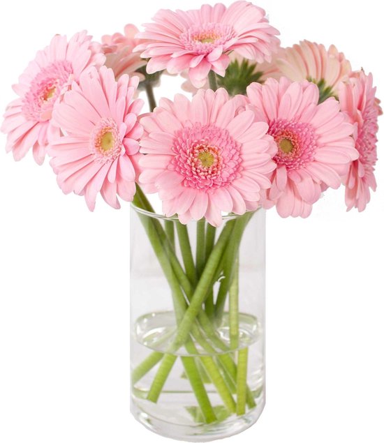 Roze Gerbera's