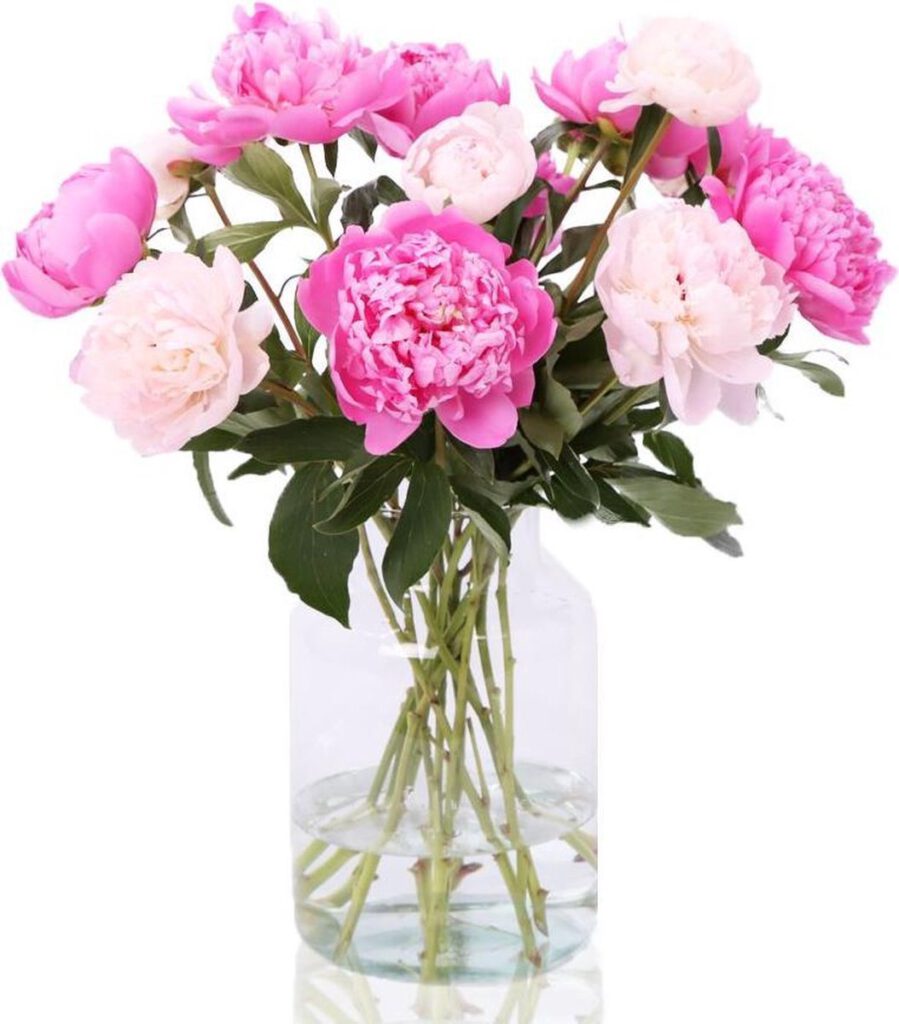 e-bloom Pioenrozen
