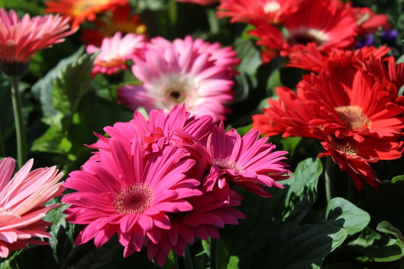 gerbera bloem