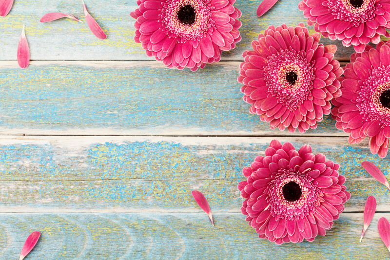 gerbera plant