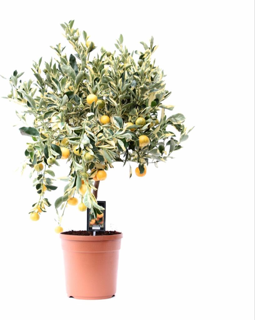 Citrus Variegata