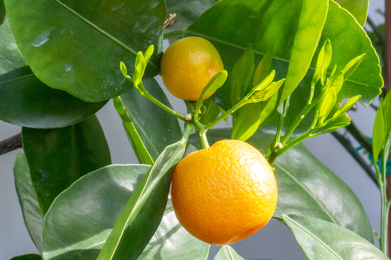 Citrusplanten verzorgen