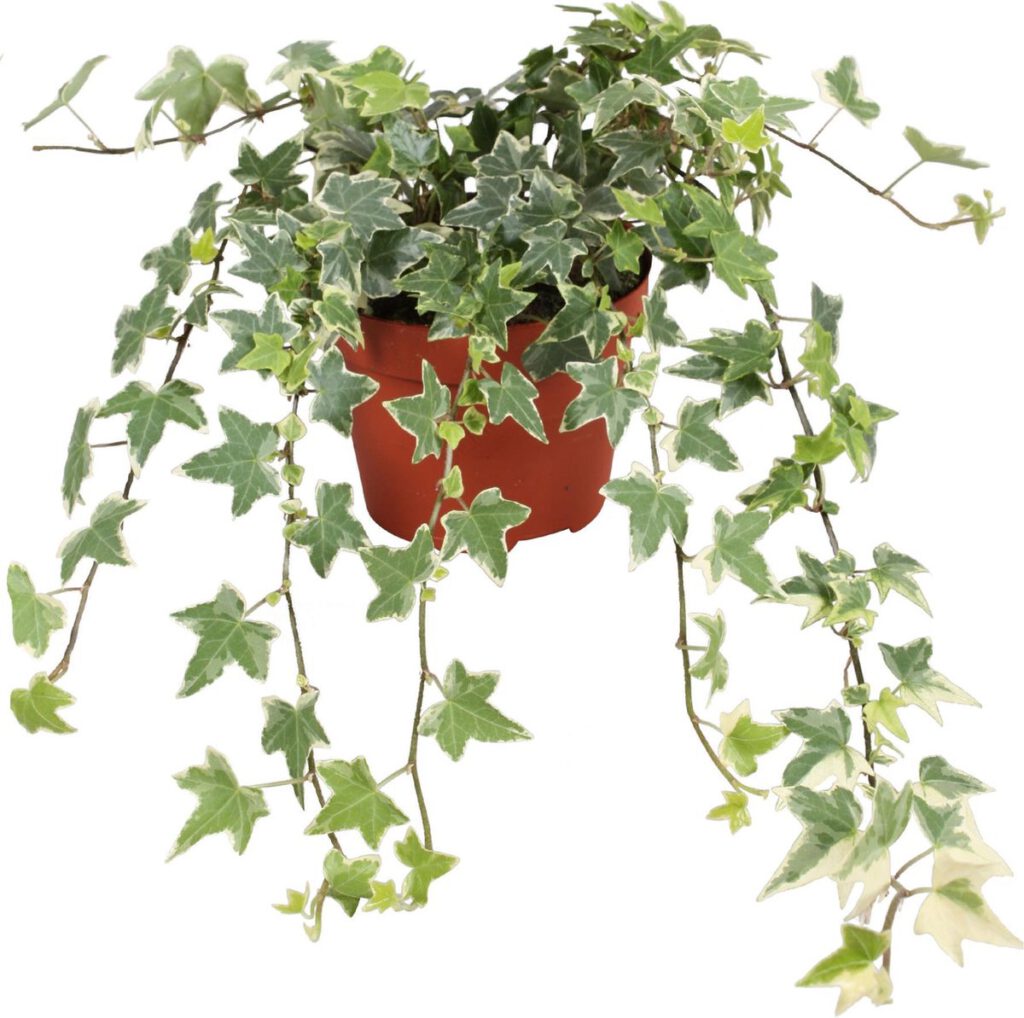 Hedera Helix Eva Klimop