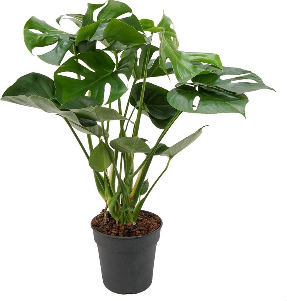 Monstera Deliciosa Tauerii