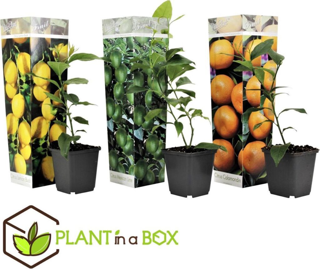 Set van 3 Citrus fruitboompjes