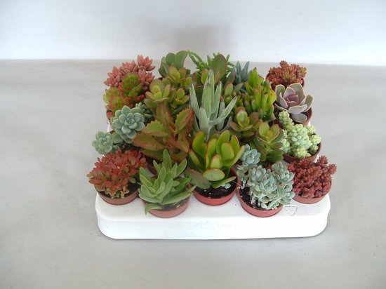 Vetplanten