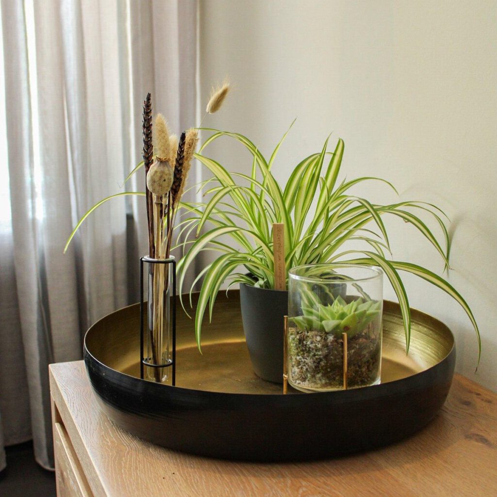 ZynesFlora