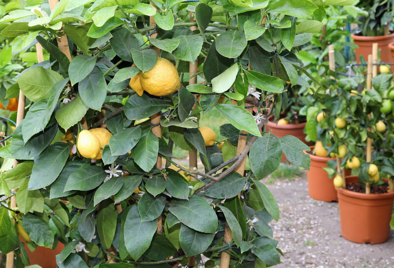 hoe moet je Citrusplanten verzorgen