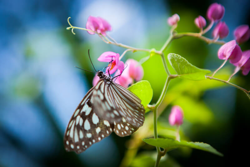 vlindertuin