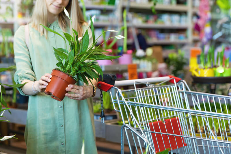 zo kies je een gezonde plant in de winkel