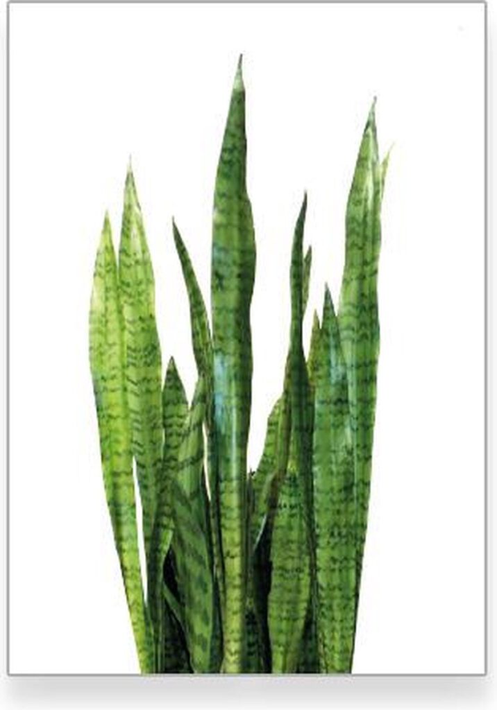 Botanische sanseveria poster