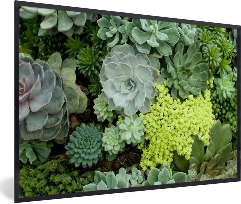 Foto van kleurrijke botanische succulenten