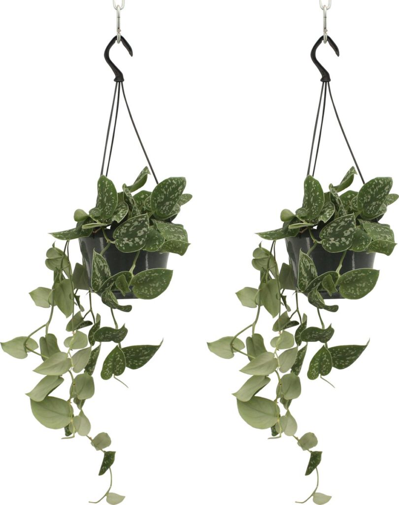 2x Scindapsus Pictus