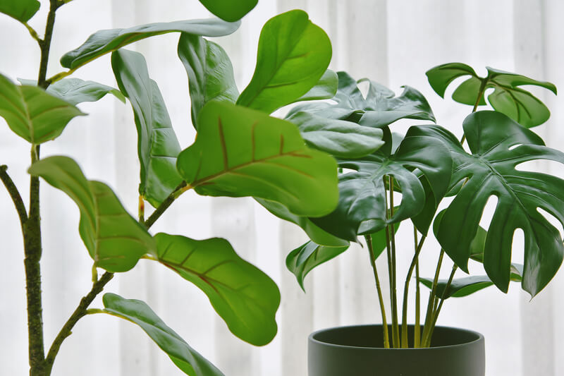 Hoe verzorg ik een Monstera