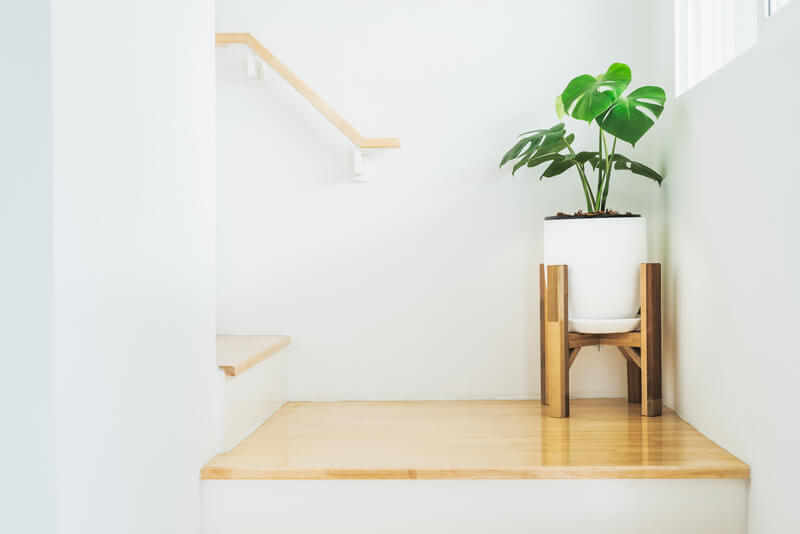 Hoe verzorg ik mijn Monstera