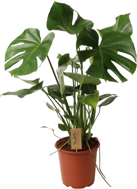 Monstera Deliciosa kamerplant