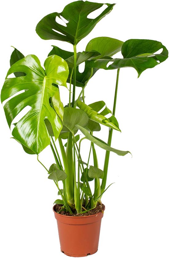 Monstera 'Deliciosa'