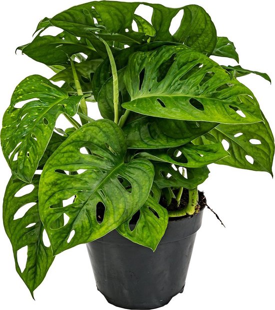 Monstera 'Monkey Leaf'