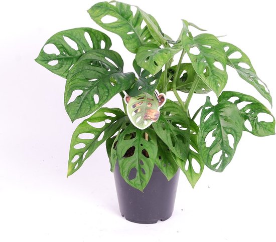 Monstera Monkey