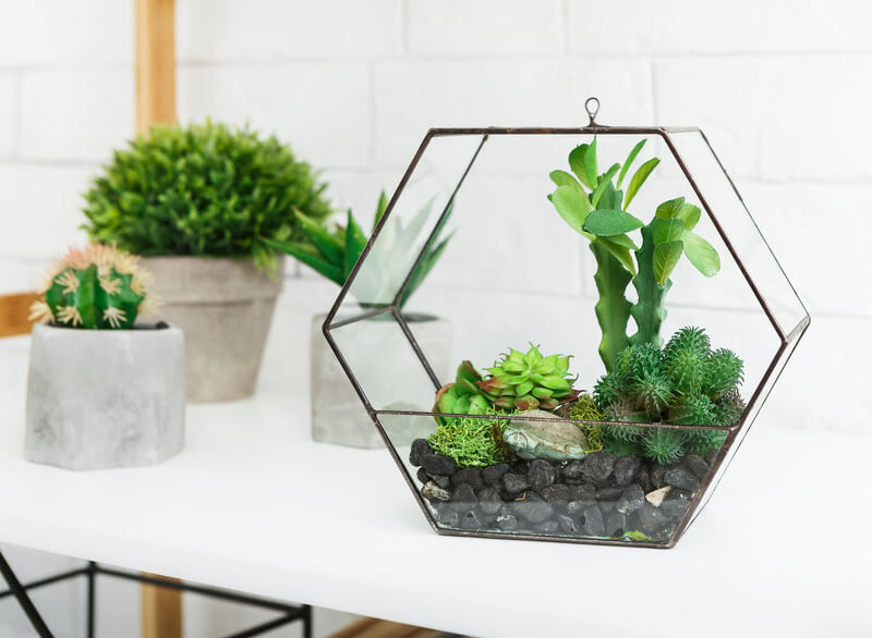 planten terrarium maken