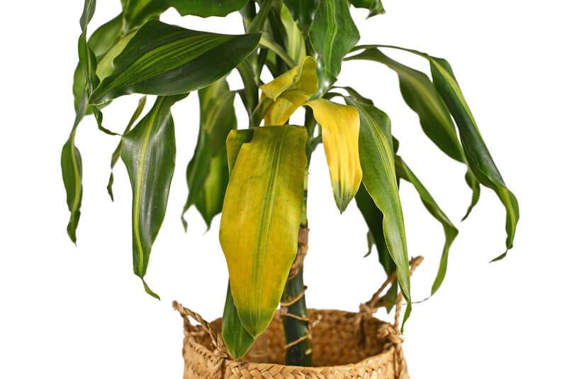 Wat te doen als je plant slap hangt