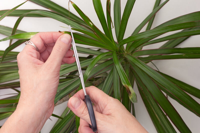 Wat te doen als je plant slap is