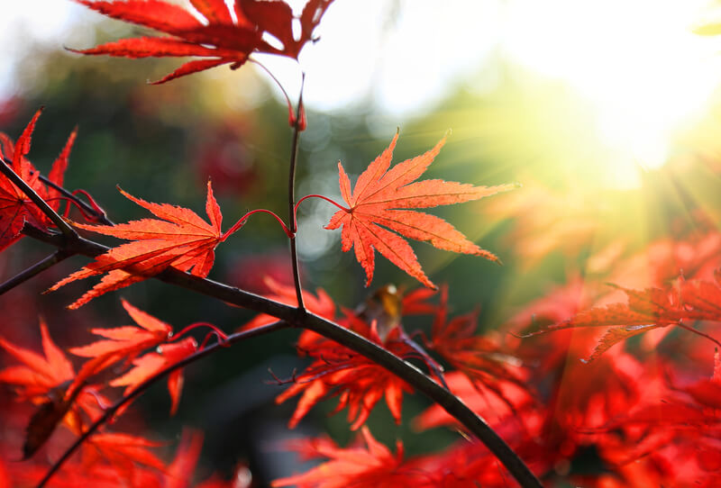 tuin herfst